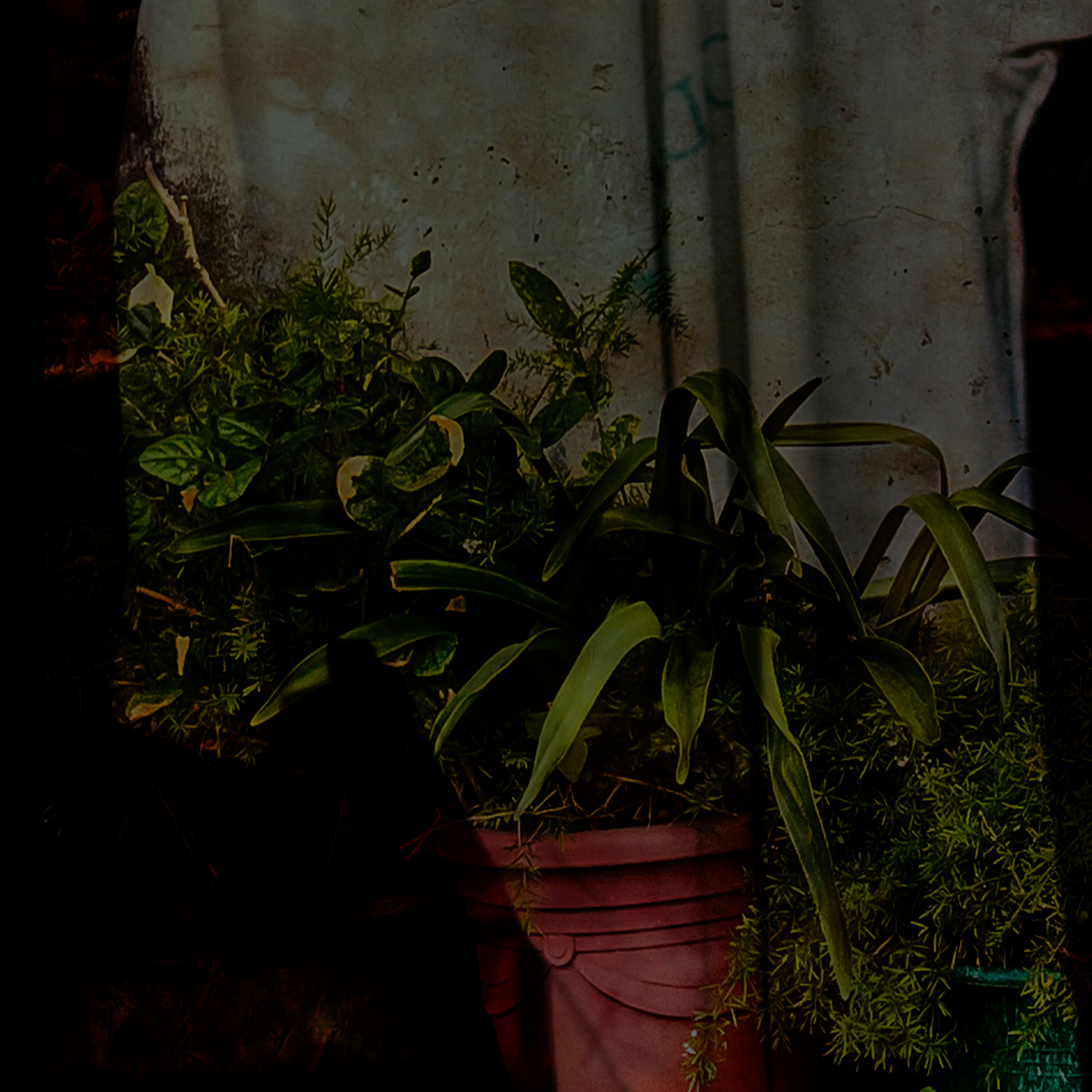 close up of a multiple exposure photograph showing a Potted plant in front of a textured wall
