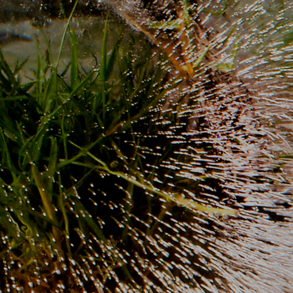 Detail of photograph showing piece of grass frozen in a block of ice