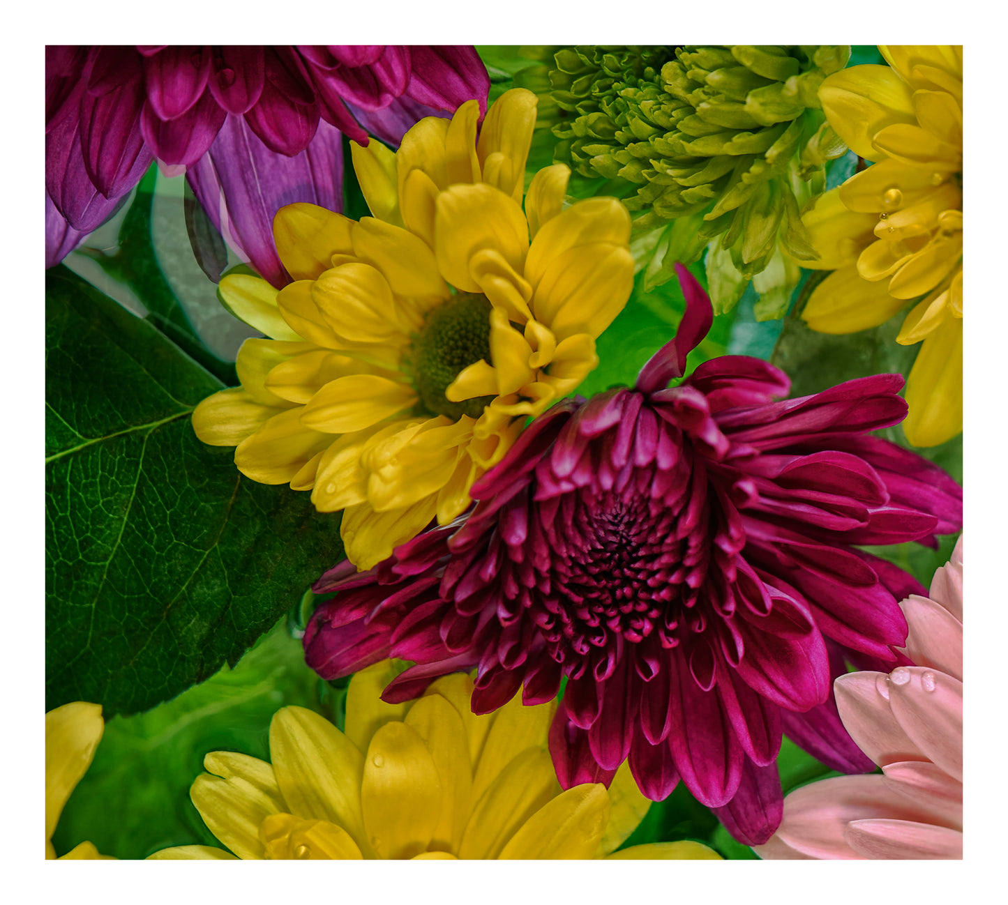 Bold magenta blooms and vivid yellow botanical forms floating in water, back lit against a pale background.