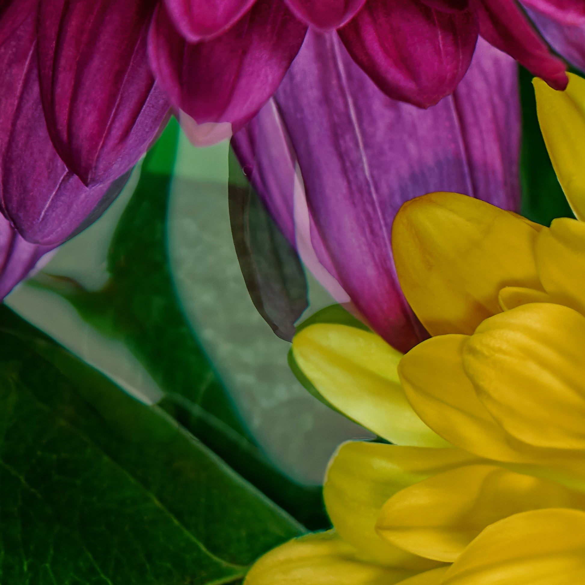 Close-up of purple and yellow flowers with green leaves.