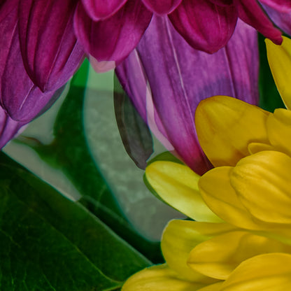 Close-up of purple and yellow flowers with green leaves.