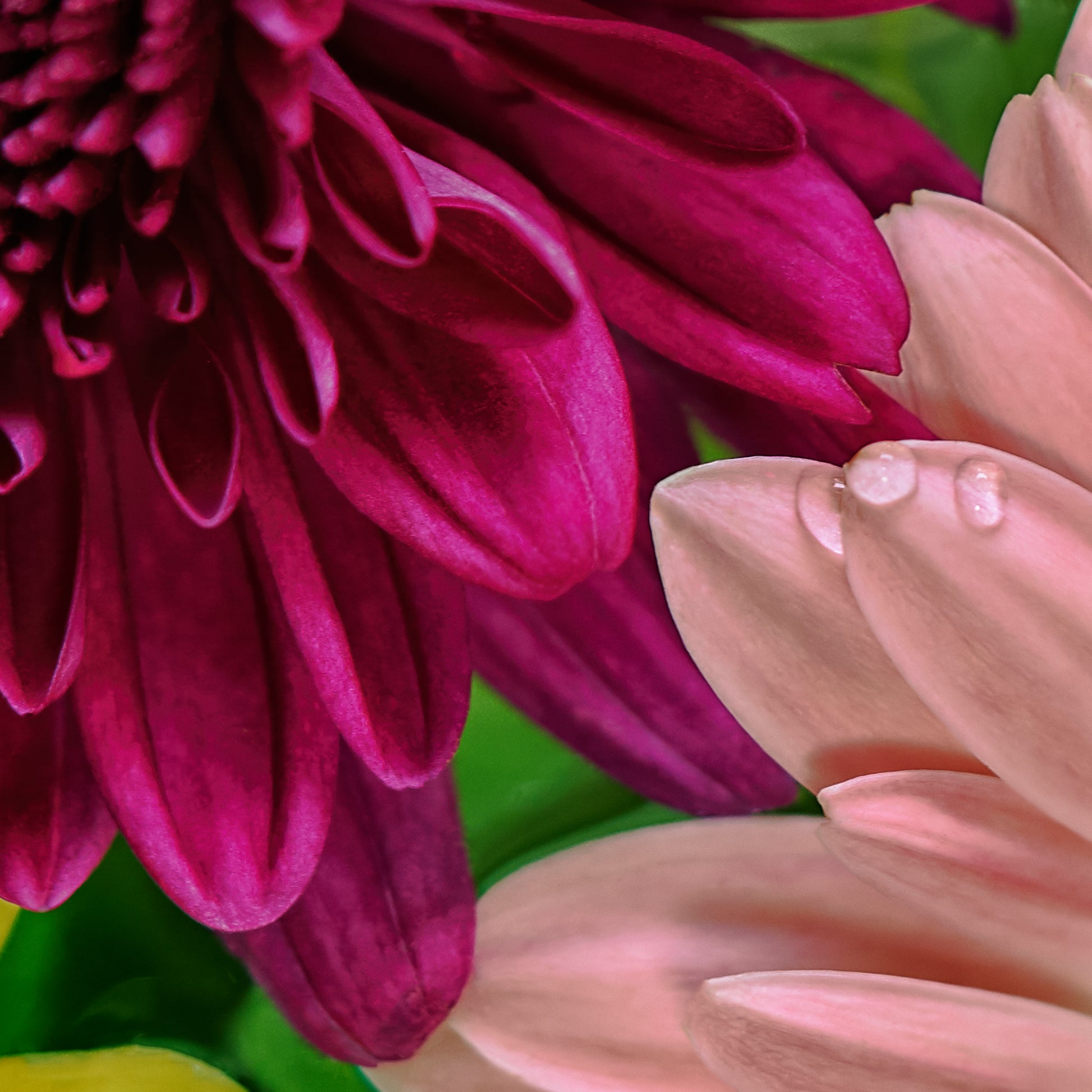 Close-up of a pink and purple flower with water droplets on petals.