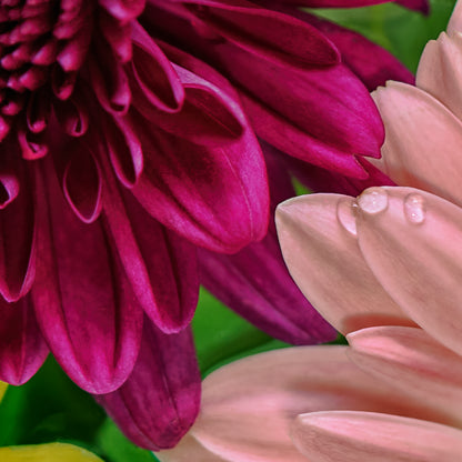Close-up of a pink and purple flower with water droplets on petals.