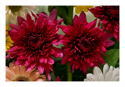 Deep magenta blooms and layered botanical forms floating in water, back lit against a pale background.