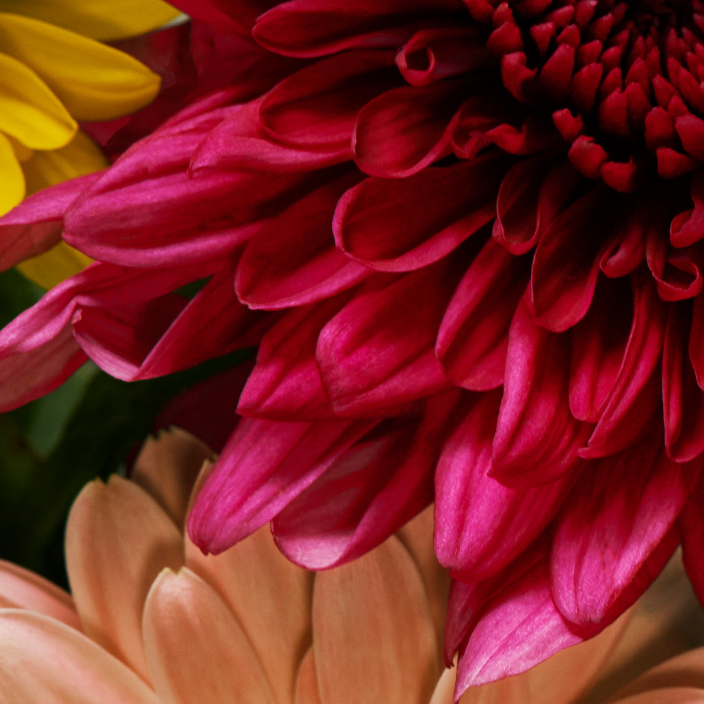 Cose up of red and yellow flowers
