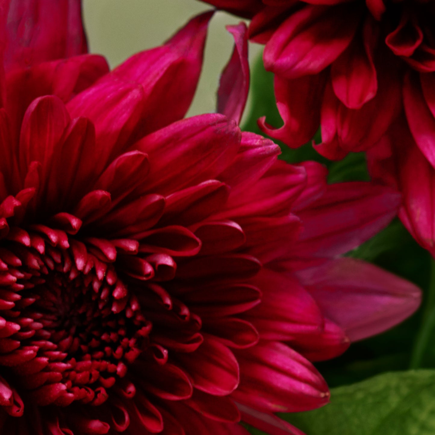 Close up of red flowers