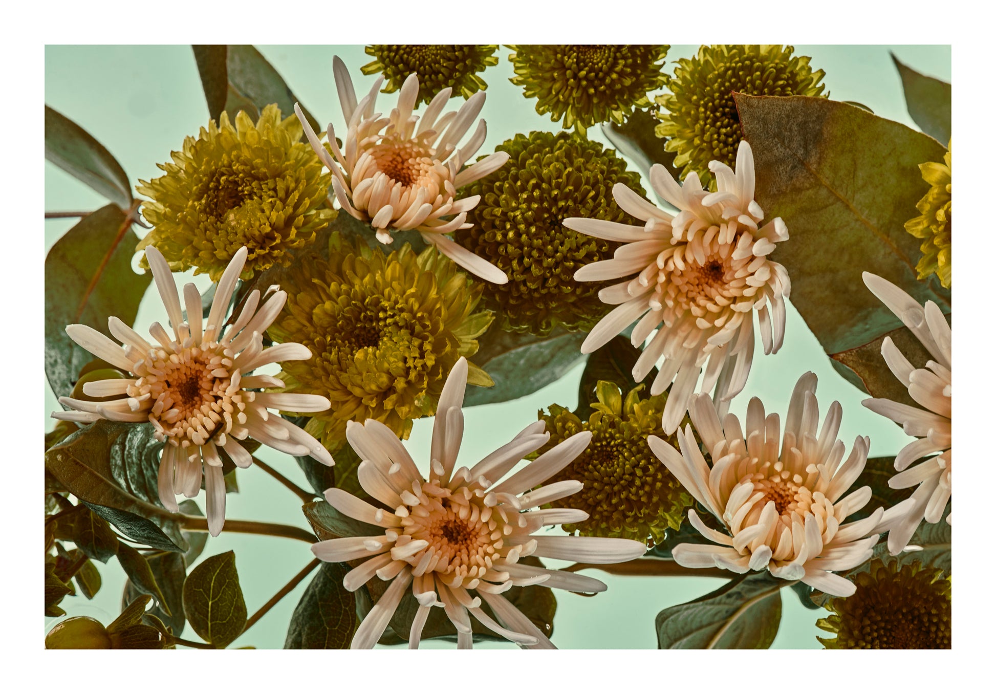 Pale chrysanthemums and dried botanical forms floating in water, softly lit from behind against a light background.