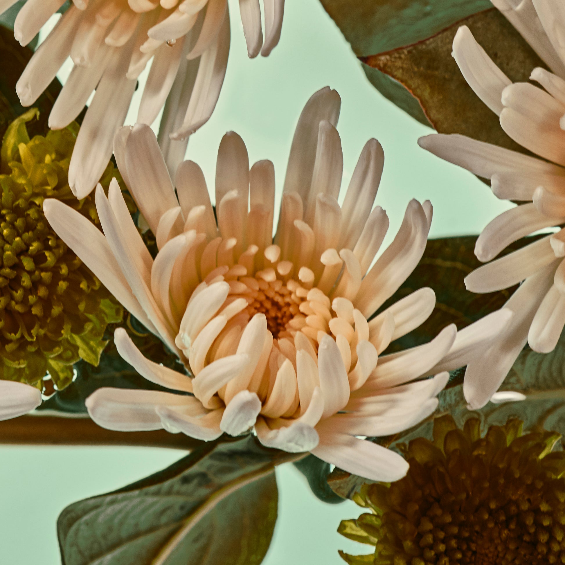 Close-up of a flower with green leaves on a light green background