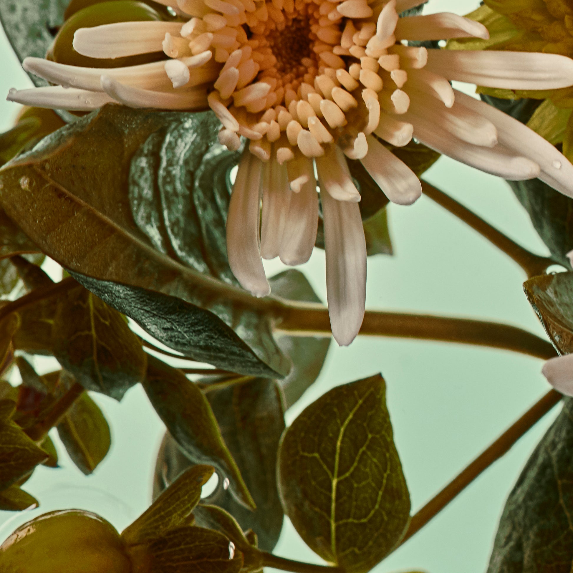 Close-up of a flower with green leaves on a light green background