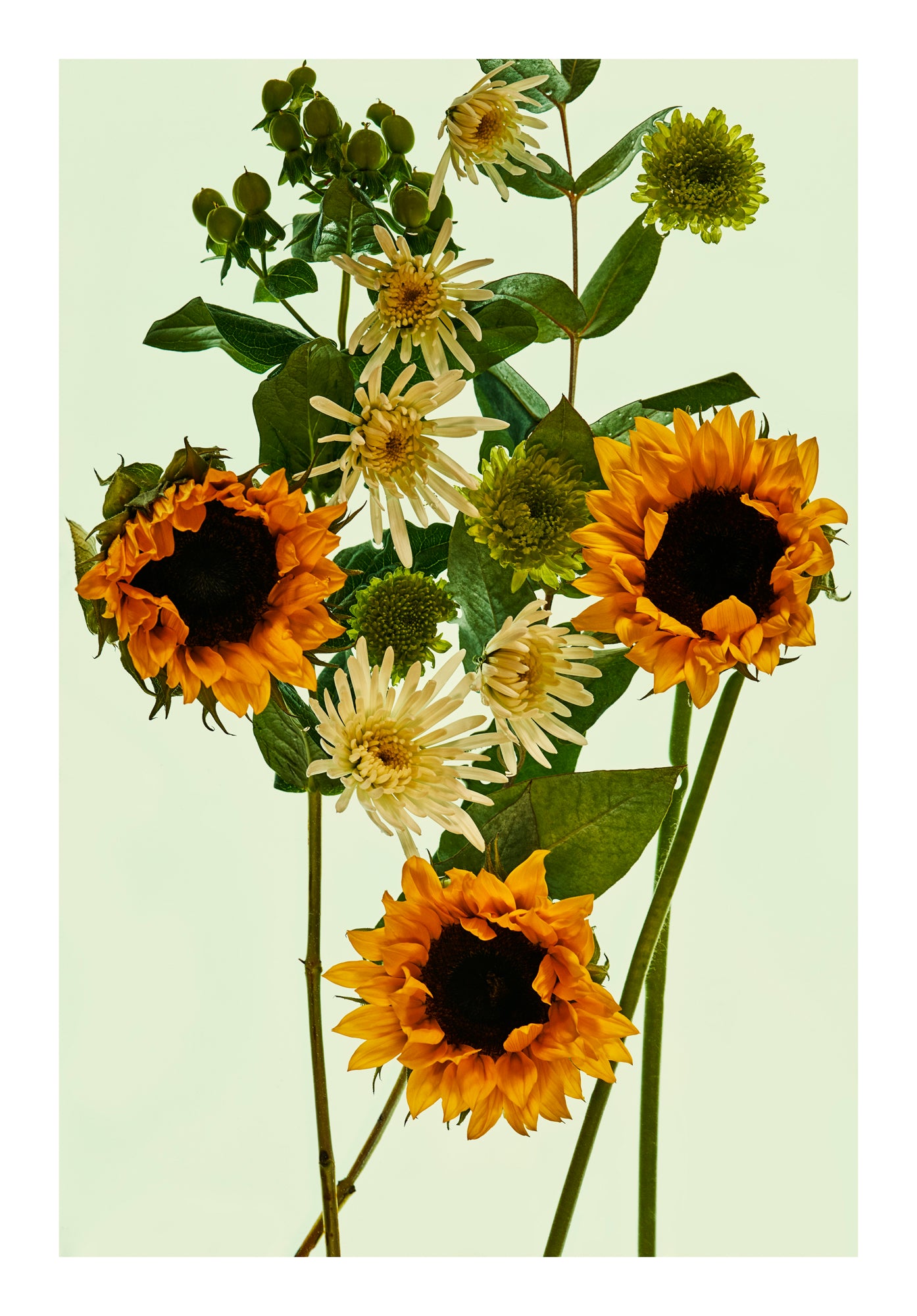 Golden sunflowers and pale botanical forms floating in water, back lit against a pale green background.