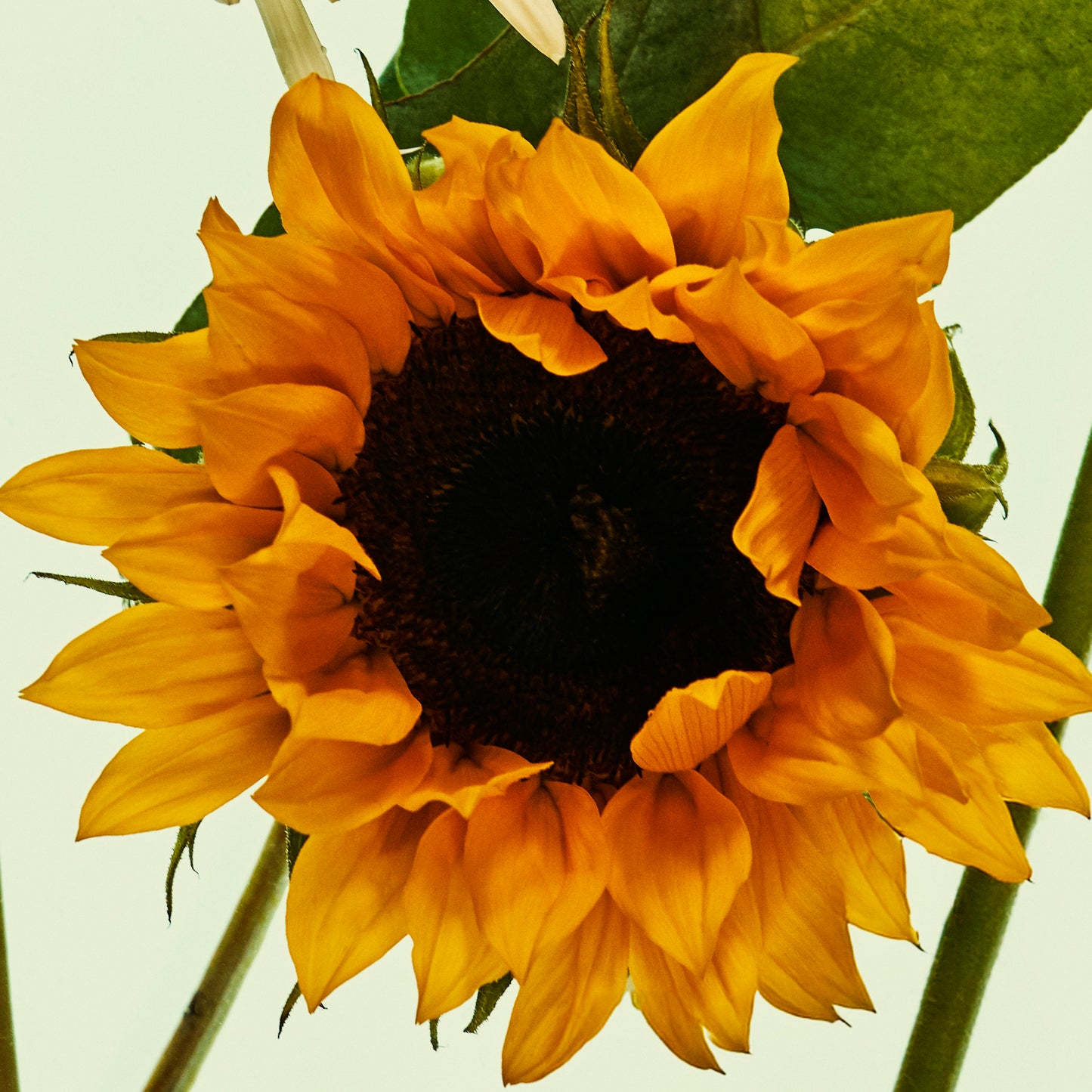 Close-up of a sunflower with a green background