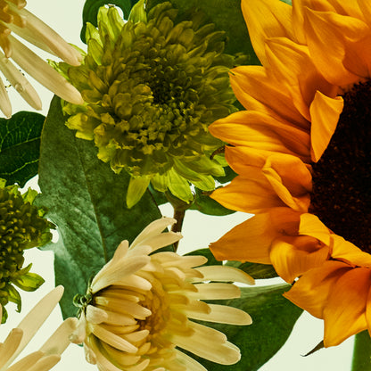 Close-up of sunflower and other flowers with green leaves on a light background