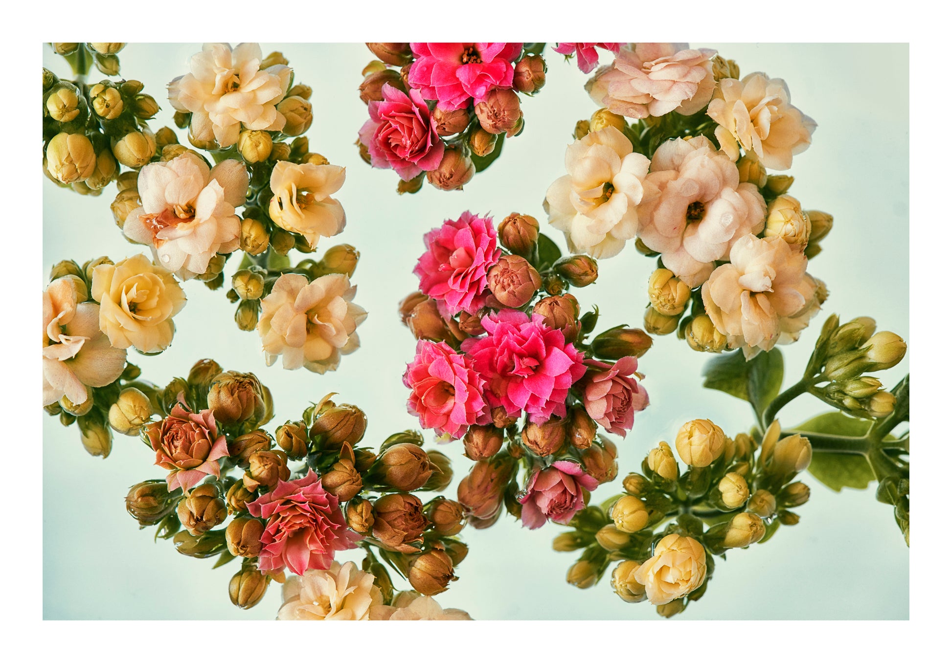 Cream and blush blossoms floating in water, back lit against a pale background.