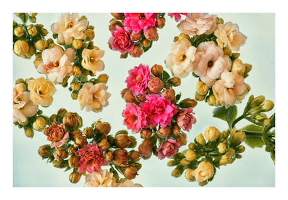 Cream and blush blossoms floating in water, back lit against a pale background.