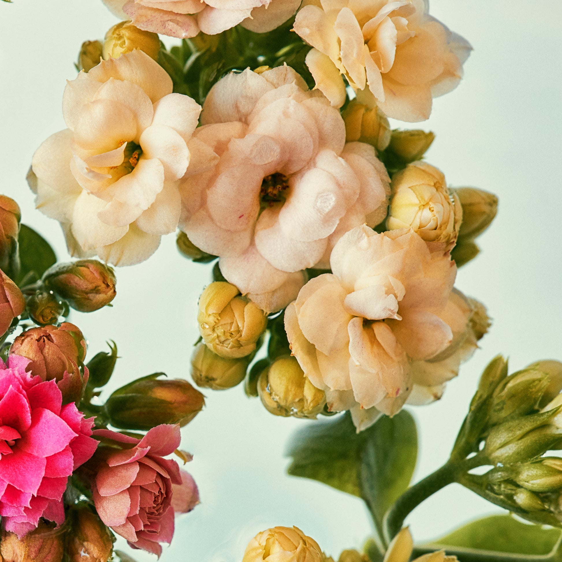 Close-up of a bouquet with pink, yellow, and red flowers on a light green background