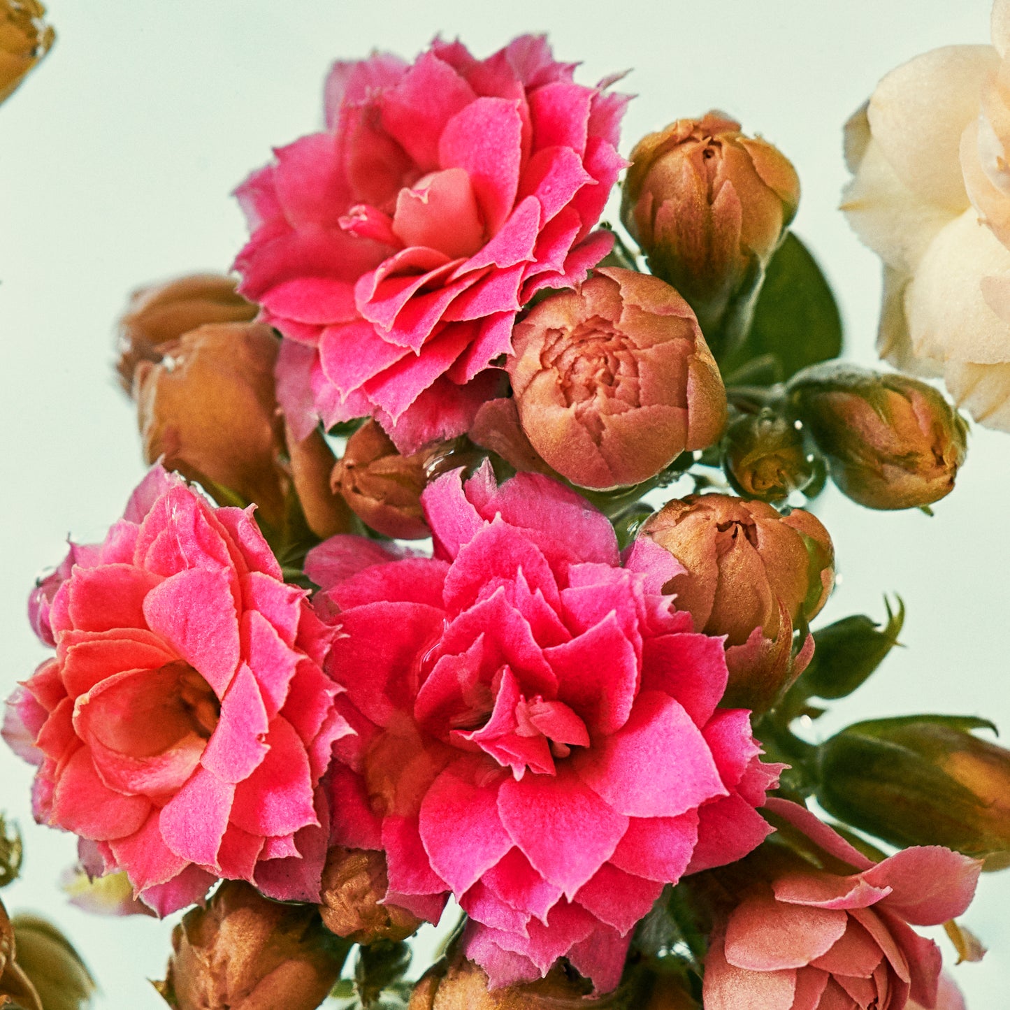 Close-up of pink flowers with green leaves on a light background