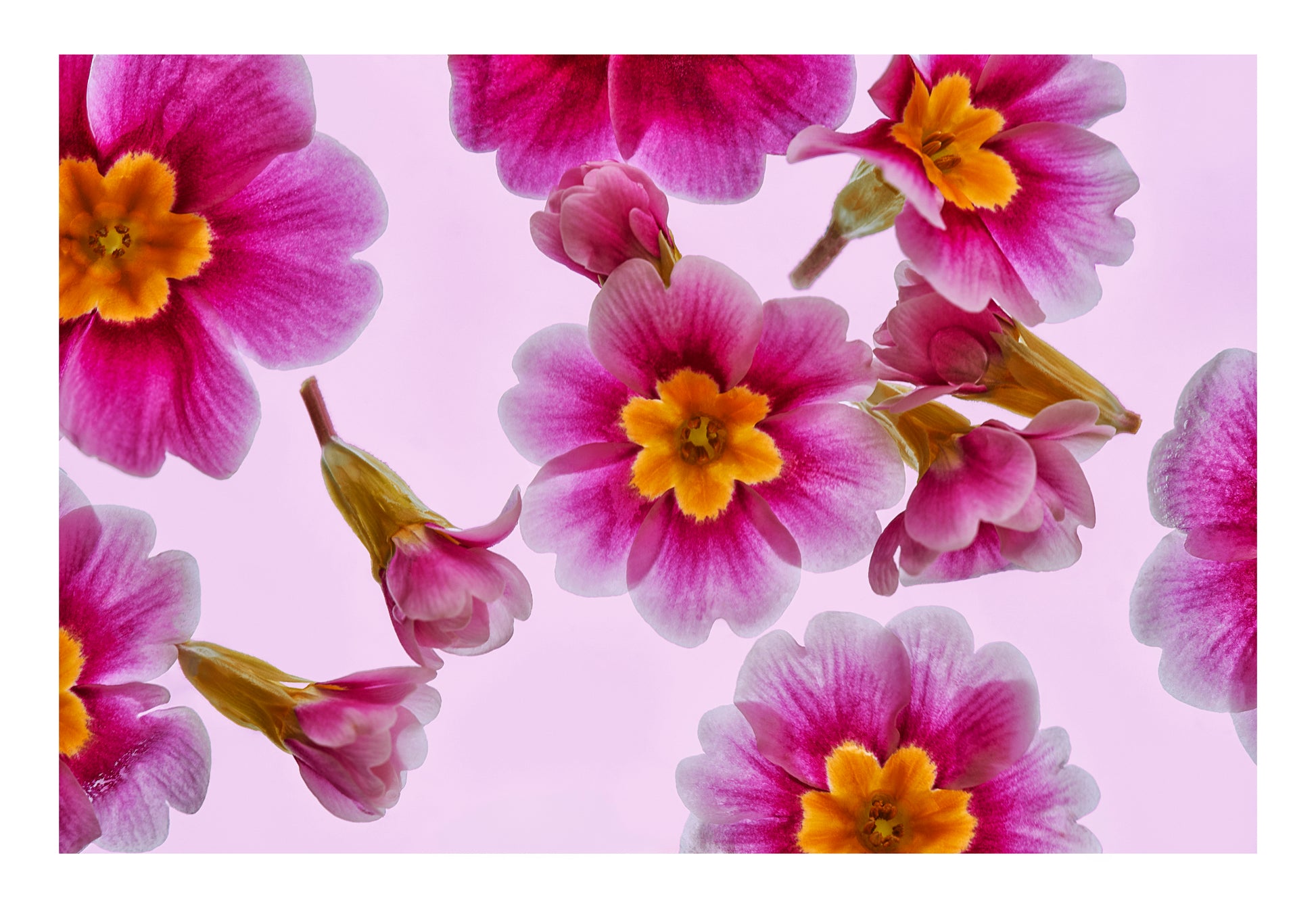 Bright pink blooms floating in water, back lit against a pale background.