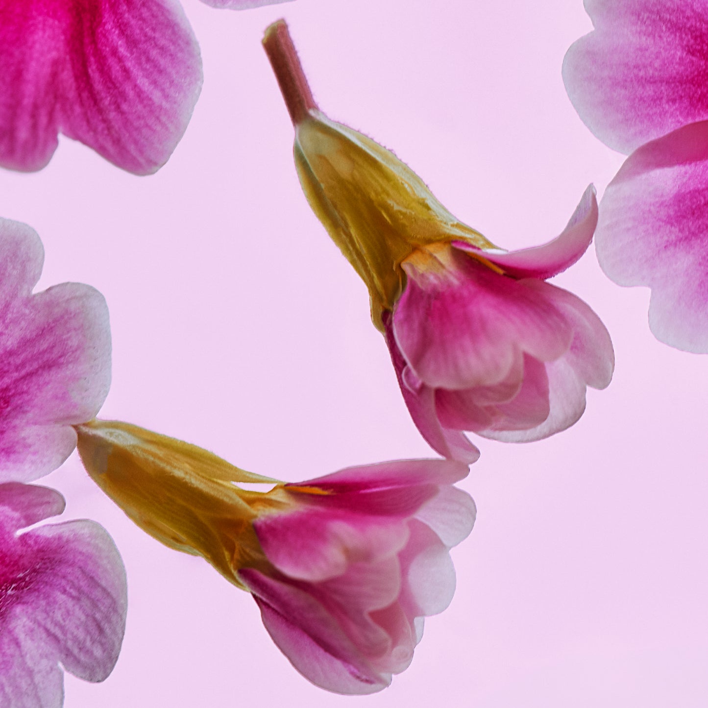 Close up of flower buds floating in water