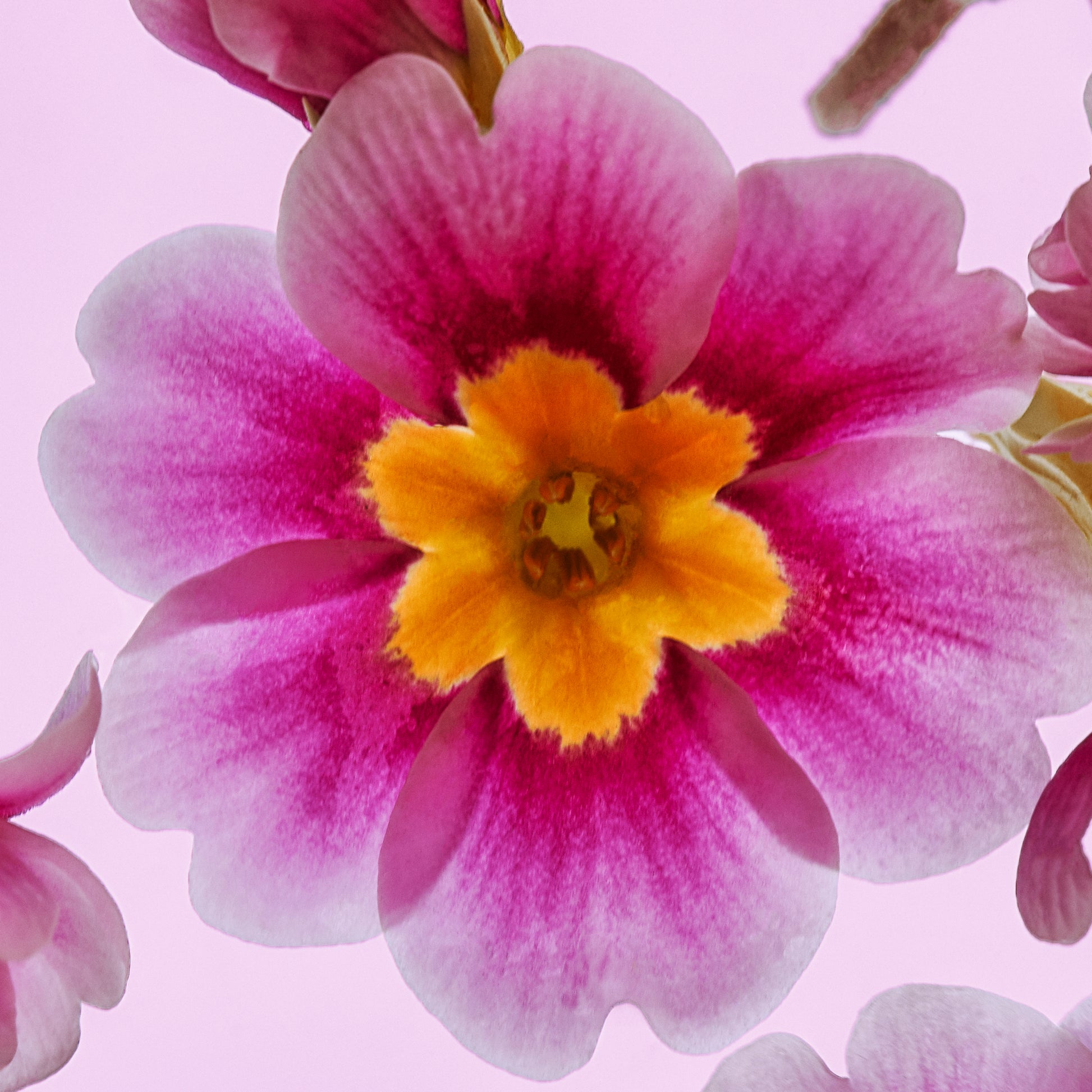 Close up of Purple and yellow flower
