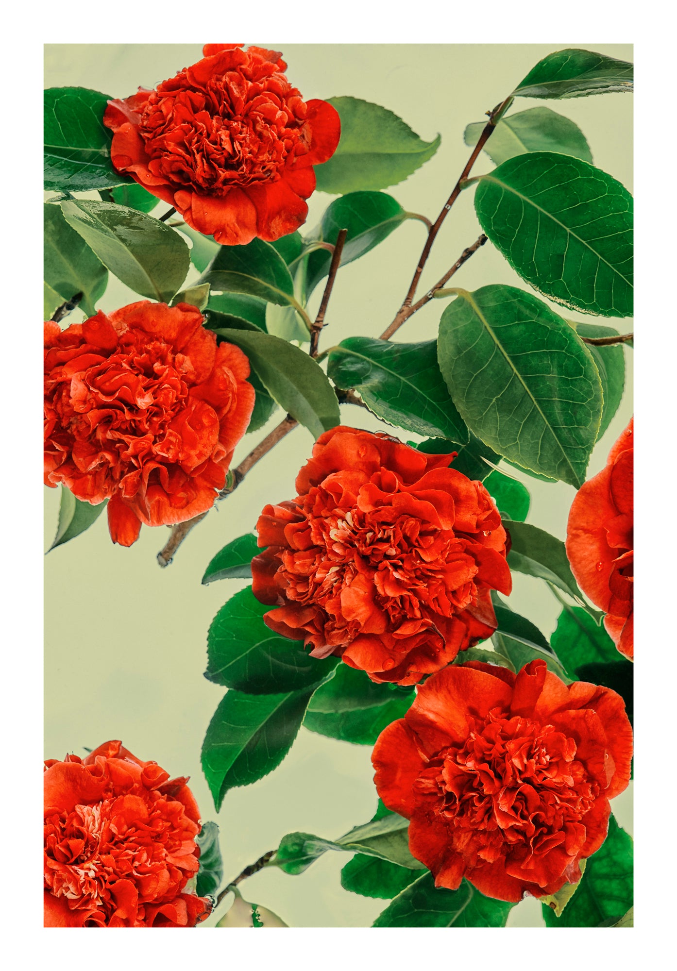 Rich red blooms and deep green leaves floating in water, back lit against a pale green background.