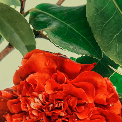 Close-up of a vibrant red flower with green leaves in the background