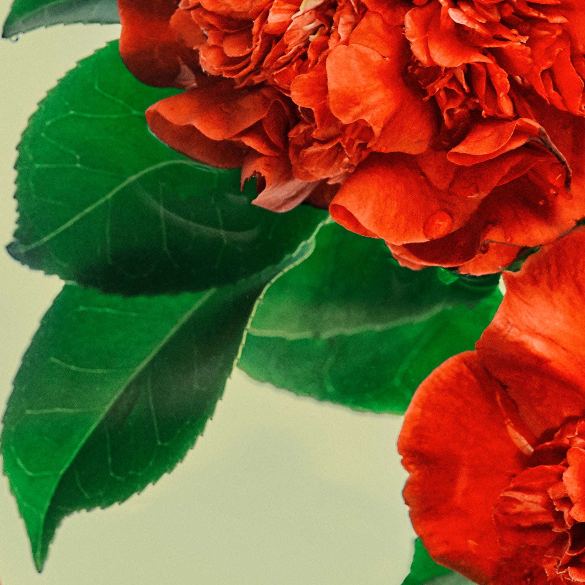 Close-up of red flowers with green leaves on a light background