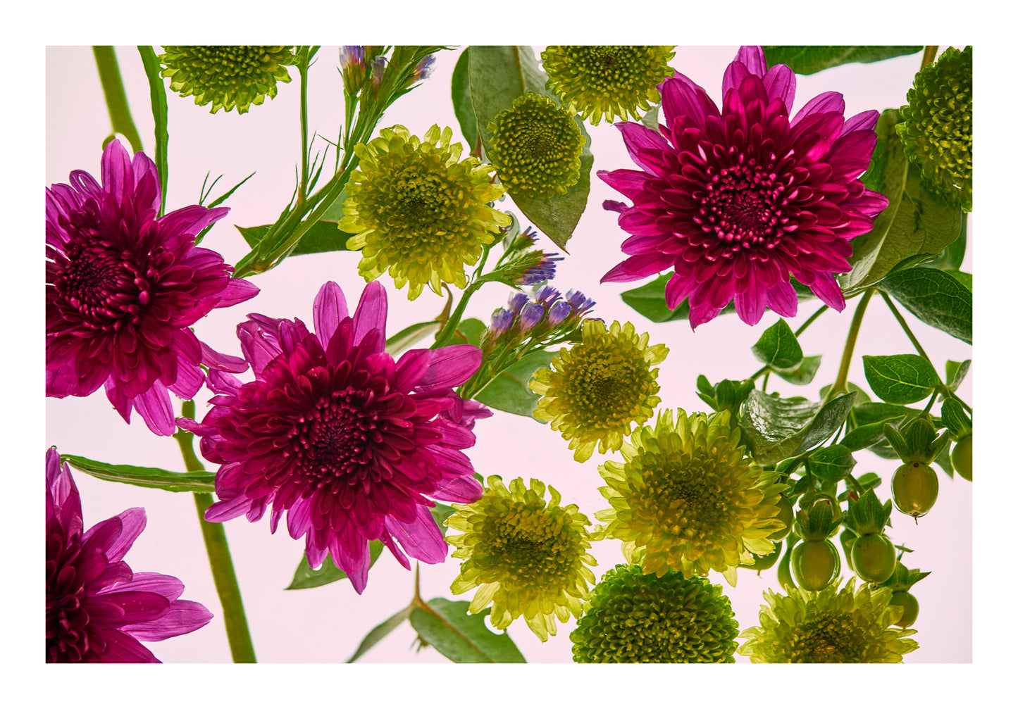 Deep magenta blooms and vivid green botanical forms floating in water, back lit against a pale background.