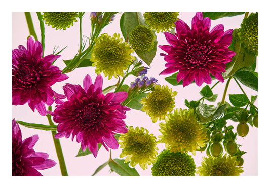 Deep magenta blooms and vivid green botanical forms floating in water, back lit against a pale background.