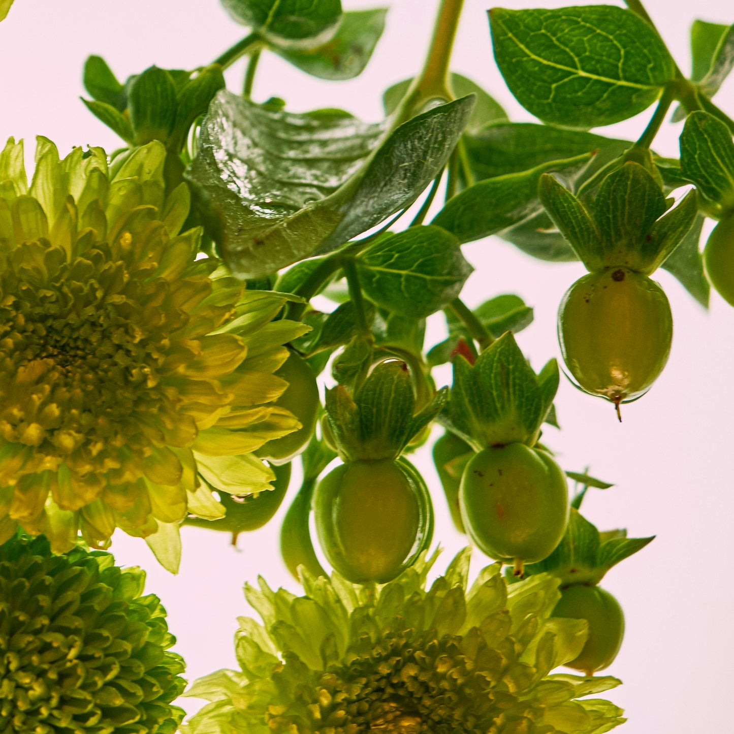 Close-up of green flowers and leaves with a light pink background