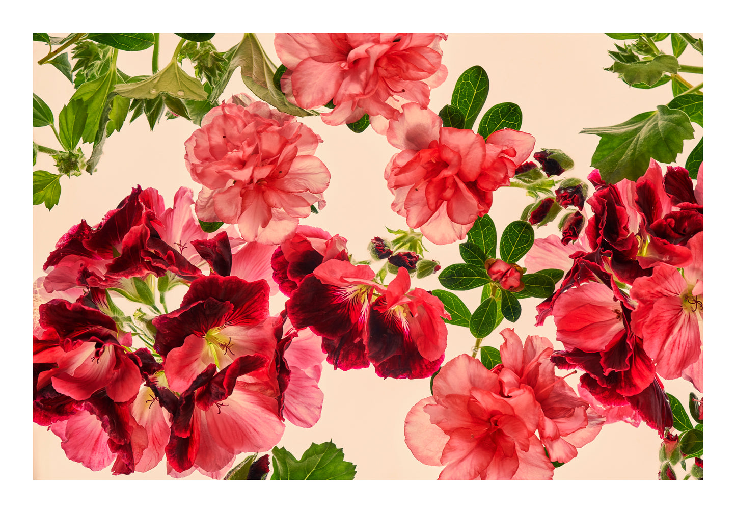 Rose-pink flowers and deeper crimson botanical forms floating in water, back lit against a pale background.