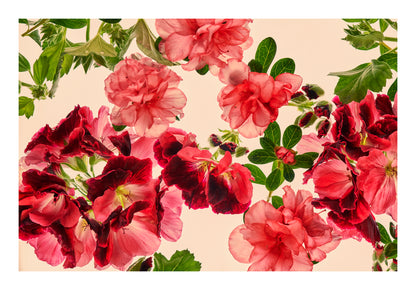 Rose-pink flowers and deeper crimson botanical forms floating in water, back lit against a pale background.