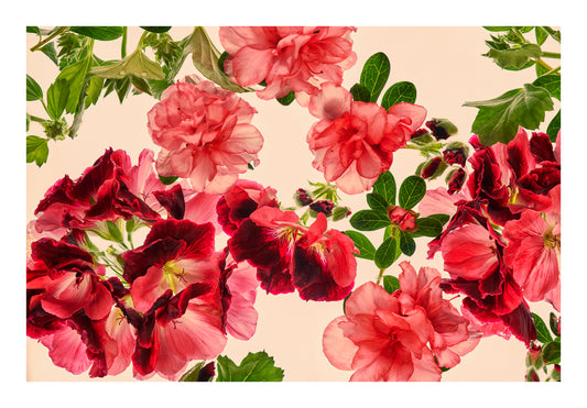 Rose-pink flowers and deeper crimson botanical forms floating in water, back lit against a pale background.