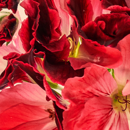 Close-up of vibrant red and pink flowers with green stems.