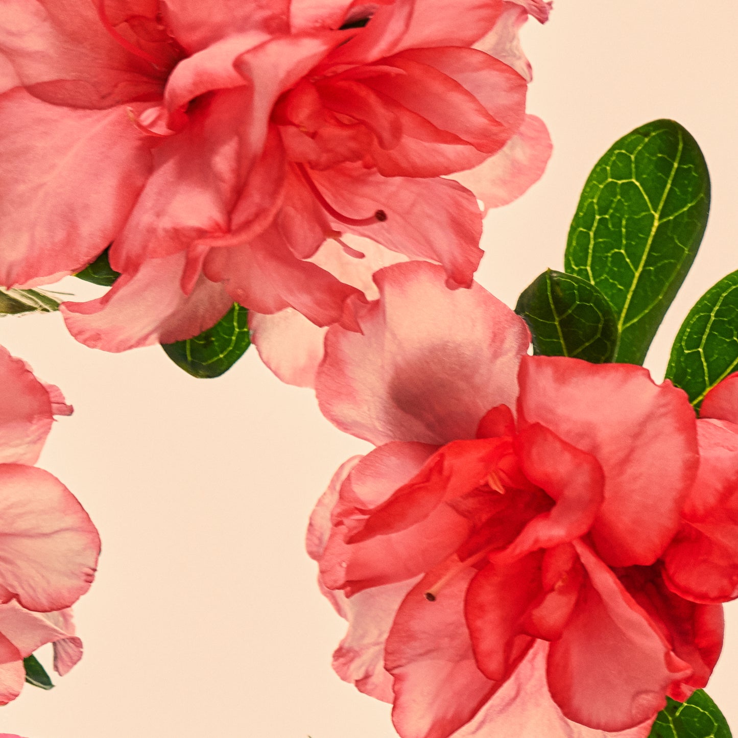 Close-up of pink flowers with green leaves on a light pink background