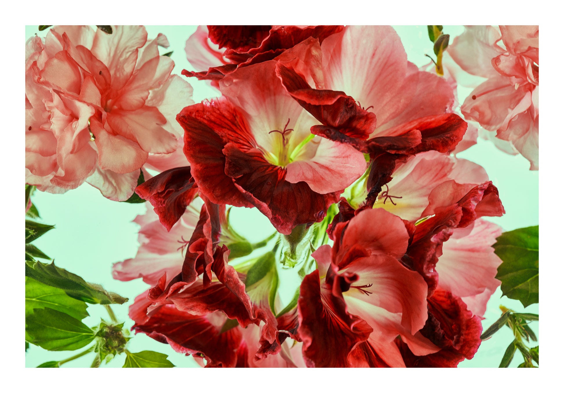 Deep red blooms and soft blush botanical forms floating in water, back lit against a pale background.