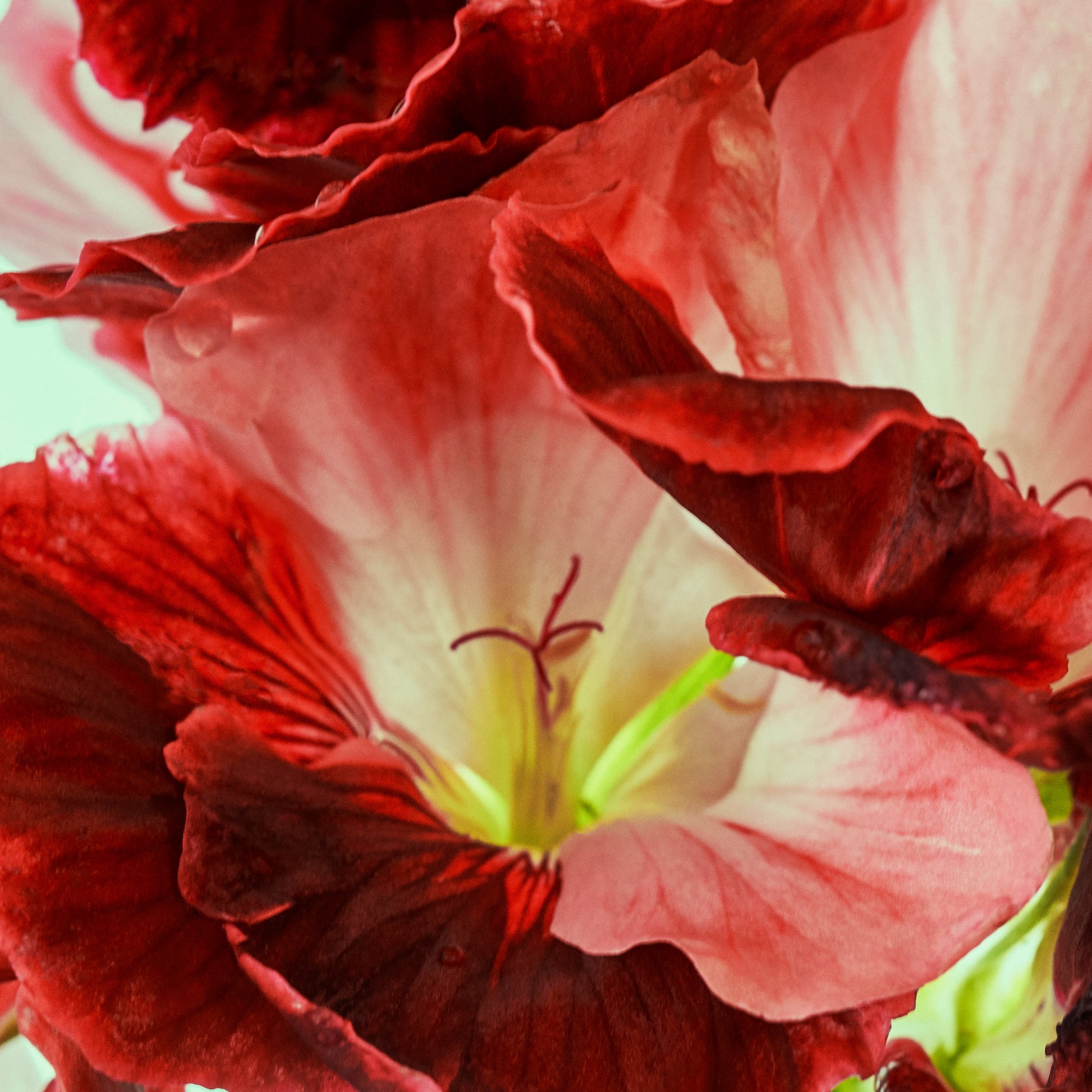 Close-up of a red and pink flower with a blurred background