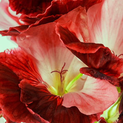 Close-up of a red and pink flower with a blurred background