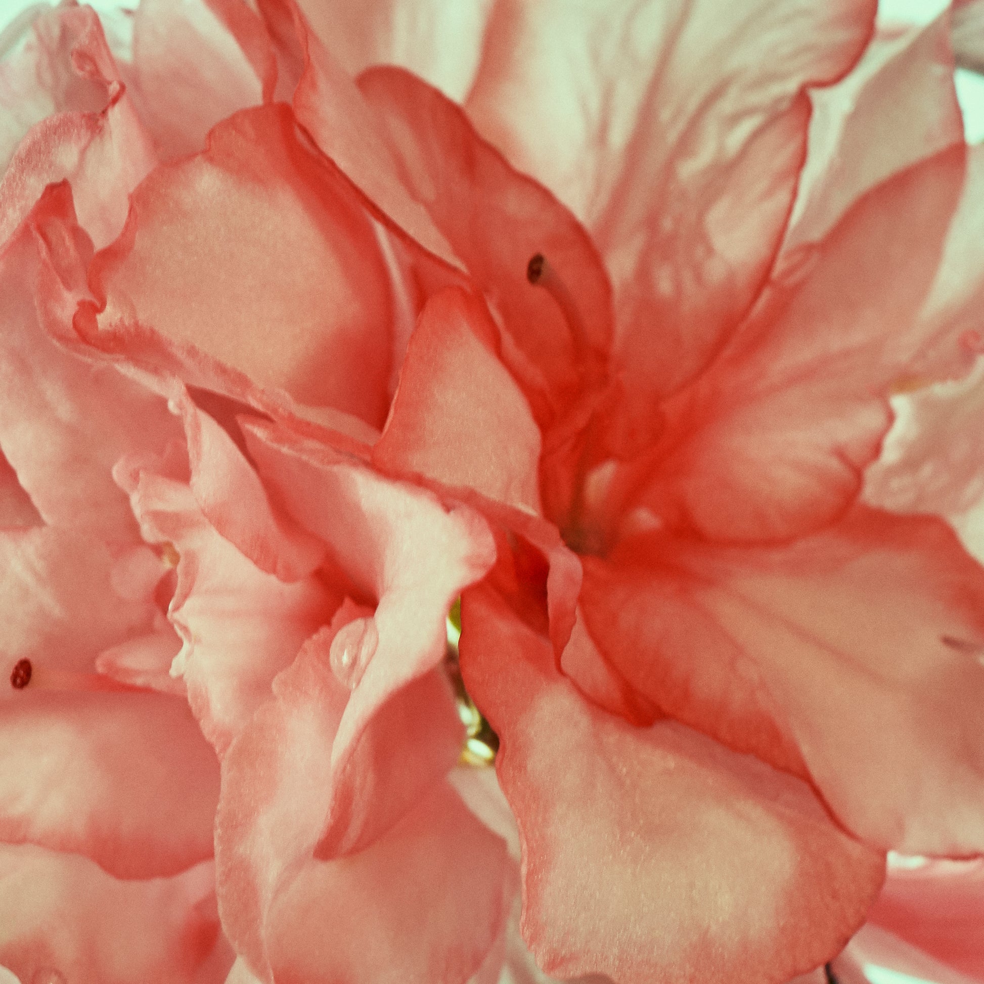 Close-up of pink flowers with a soft focus effect