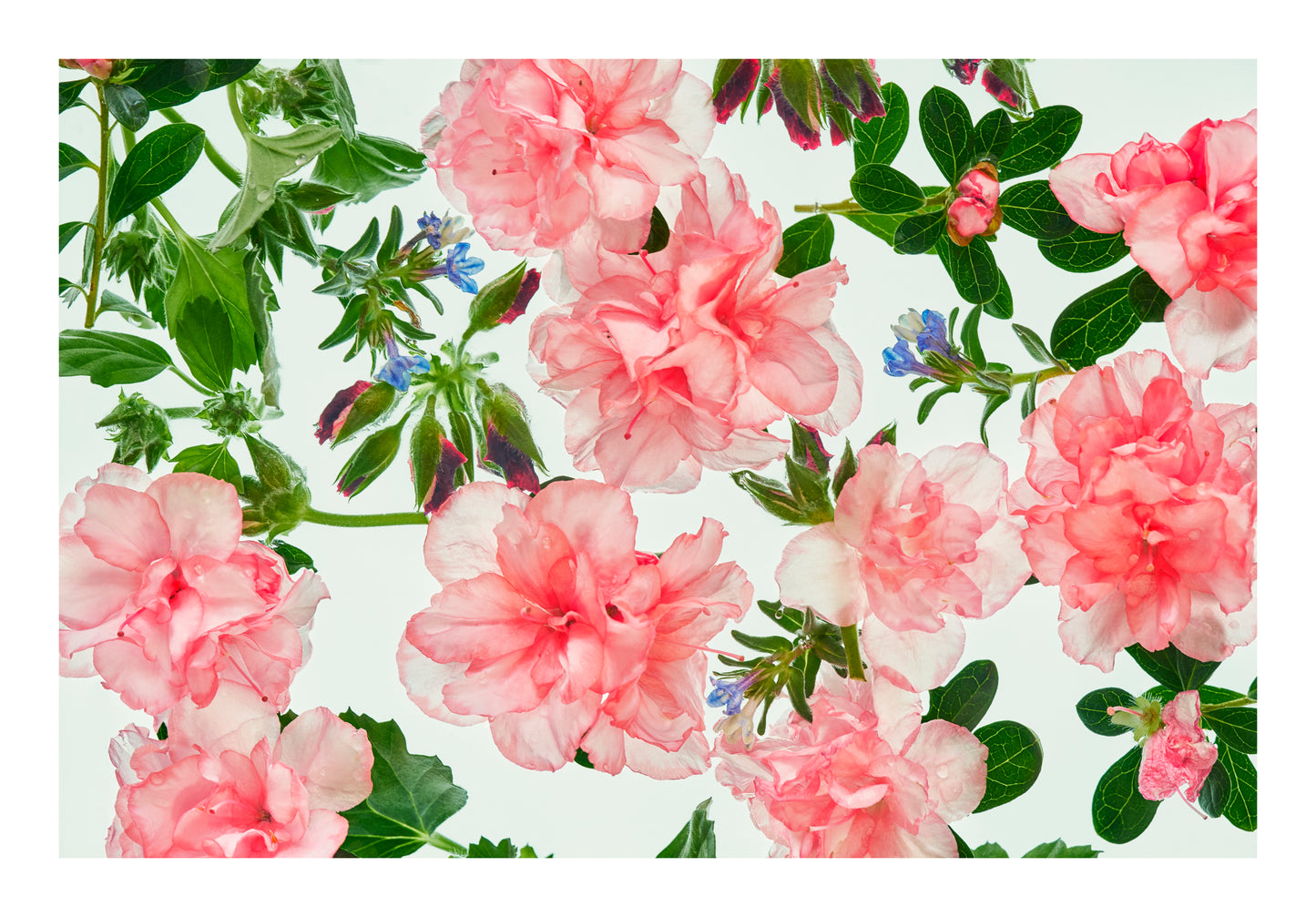 Soft pink blossoms and green leaves floating in water, back lit against a pale background with a light, airy feel.