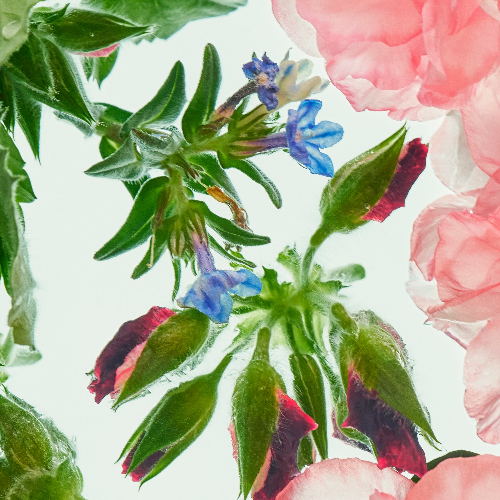 Close-up of green leaves and pink flowers on a light background