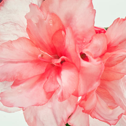 Close-up of a pink flower with a soft focus background