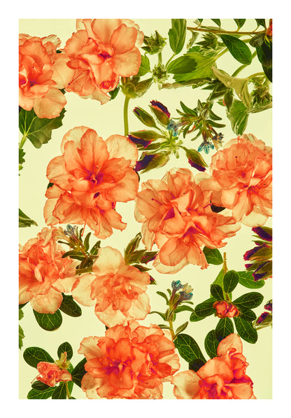Warm peach blooms and fresh green leaves floating in water, back lit against a pale yellow-green background.