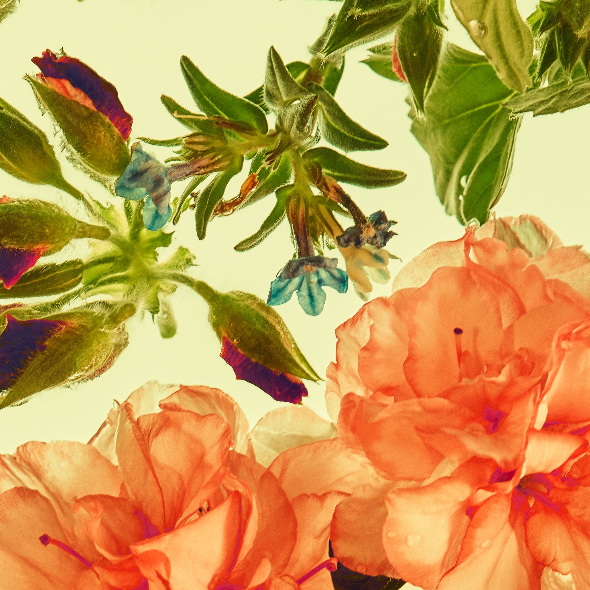 Close-up of pink flowers and green leaves on a light background