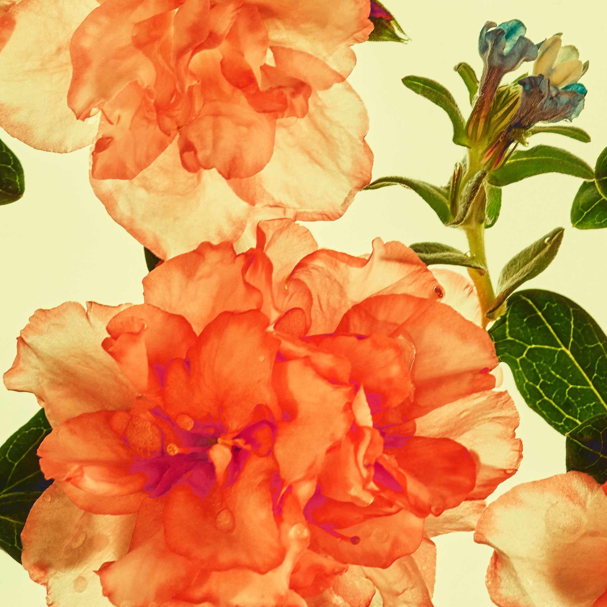 Close-up of pink flowers and green leaves on a light green background