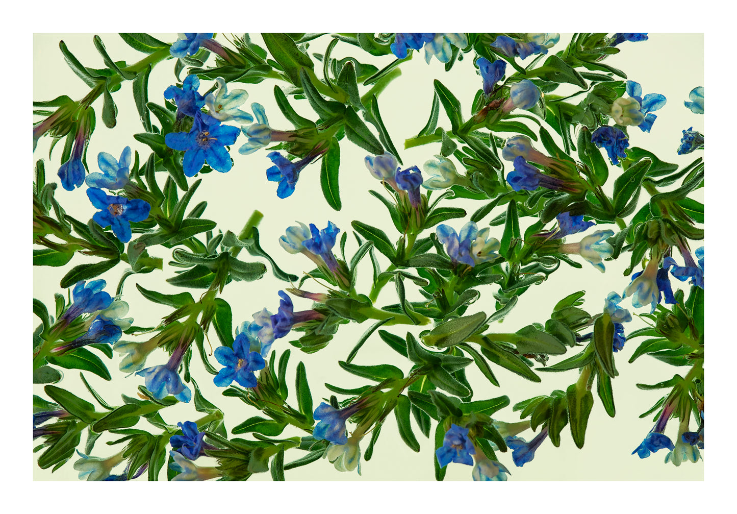 Fine blue blossoms and fresh green botanical forms floating in water, back lit against a pale background.