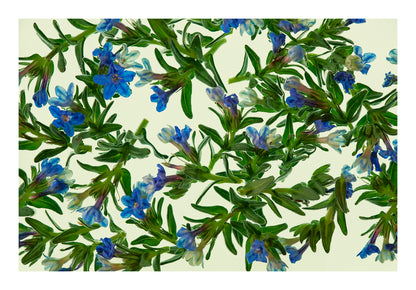 Fine blue blossoms and fresh green botanical forms floating in water, back lit against a pale background.