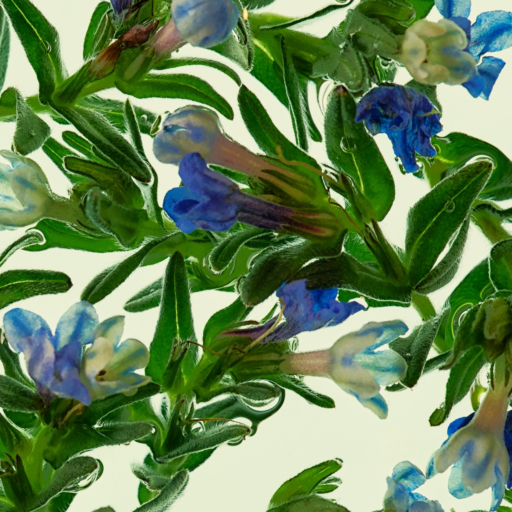 Close-up of blue and white flowers with green leaves on a light green background