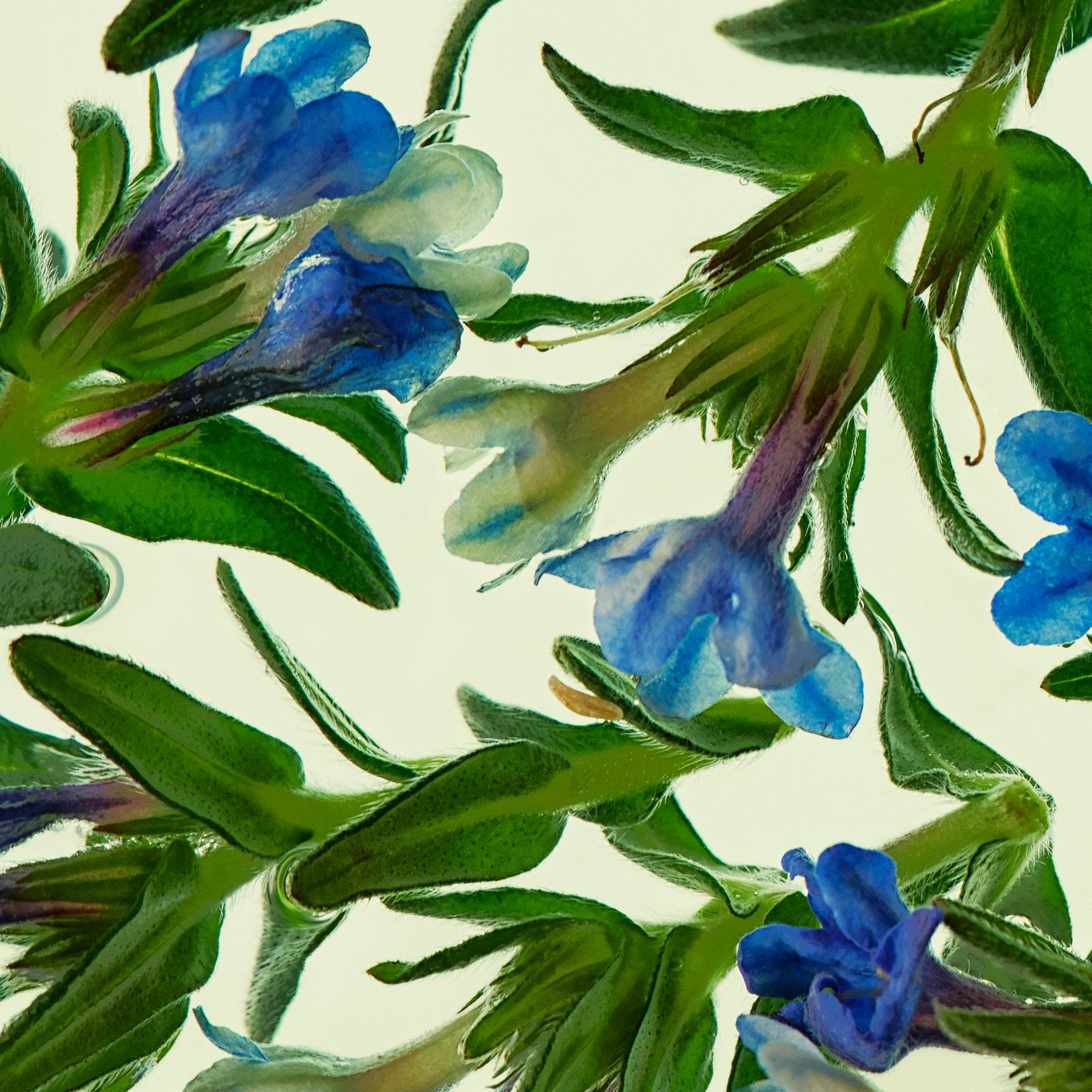 Close-up of blue flowers and green leaves on a light background