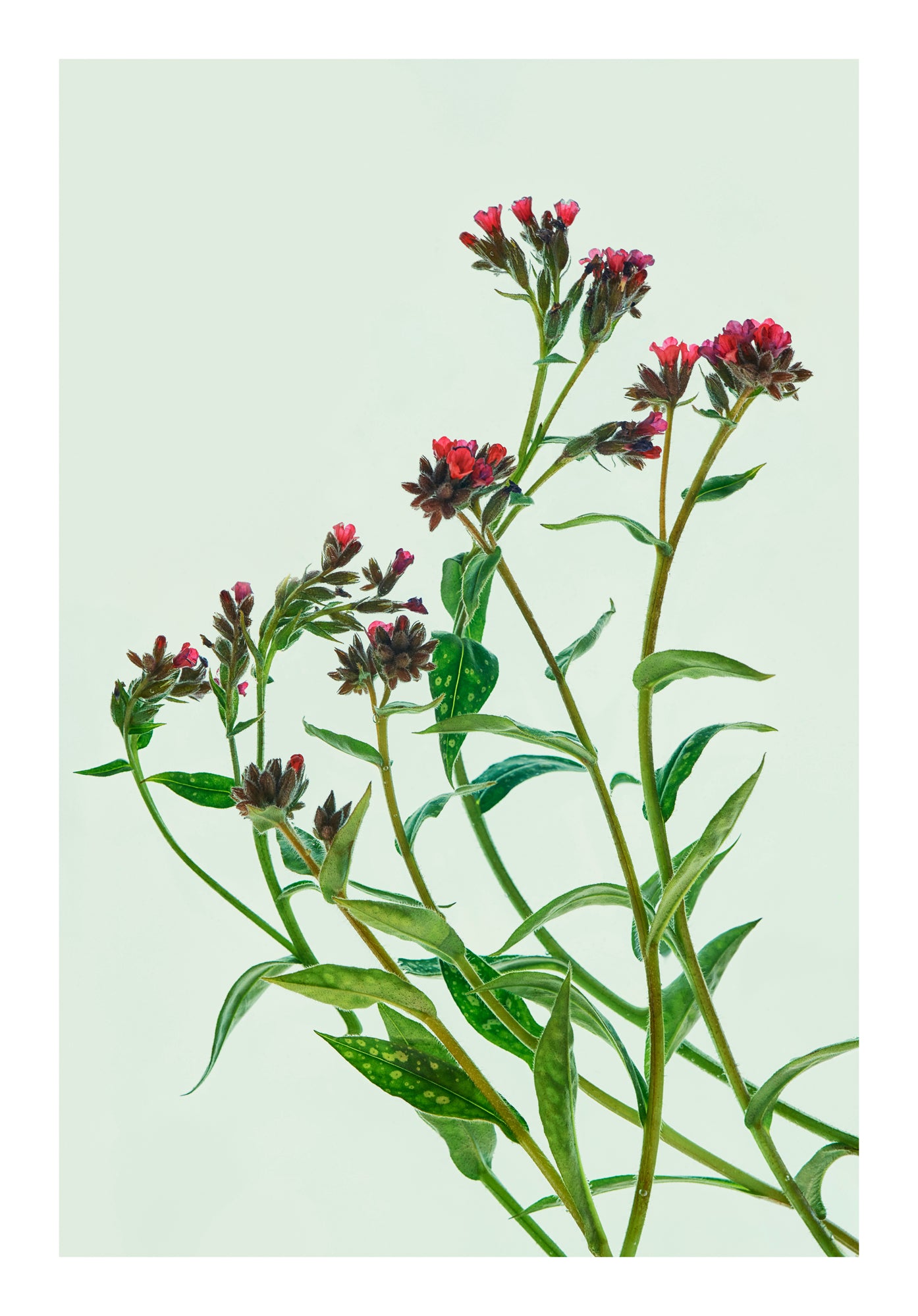 Fine green stems and small rose-pink blooms floating in water, back lit against a pale green background.