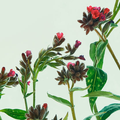 Close-up of a plant with red flowers and green leaves on a light background